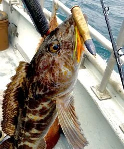 Fishing Armory 50 Cal Cod Rattling Round Lure