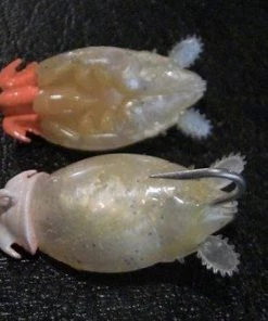 Yummee Lure Co. FISHING TACKLE Yummee Sand Flea