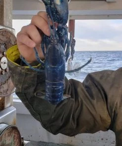 Sevaen I5506 Tear-Resistant Zippered Jacket 11 Sevaen I5506 Tear-Resistant Zippered Jacket