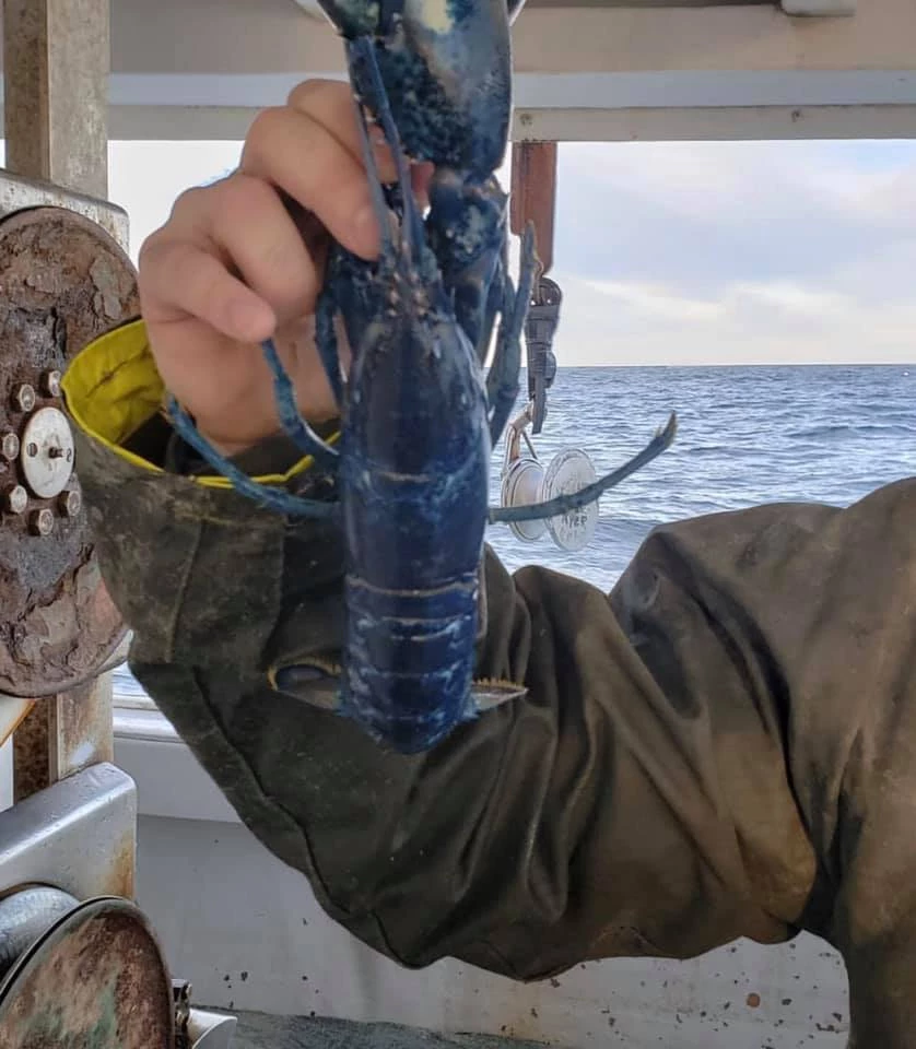 Sevaen I5506 Tear-Resistant Zippered Jacket 6 Sevaen I5506 Tear-Resistant Zippered Jacket